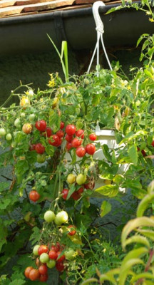 646_Himbeerrose_Tomate_e.jpg