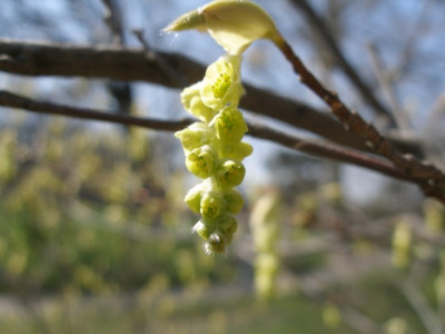 HBV_-_corylopsis_platypetala.jpg