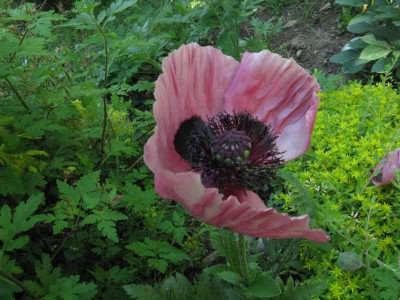 d-papaver.jpg