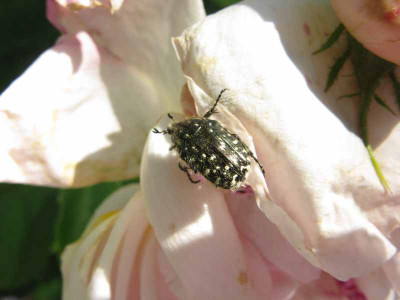d-bug.jpg