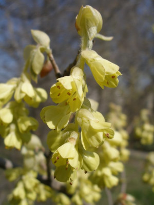 HBV_-_corylopsis_spicata.jpg