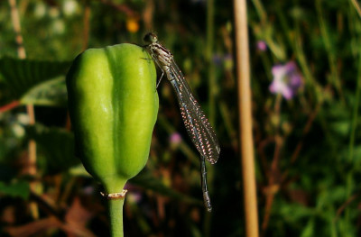 libelle_spec.jpg