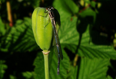 libelle_spec2.jpg