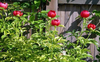 comp_Paeonia_peregrina_Otto_Froebel_2006-06-11.jpg