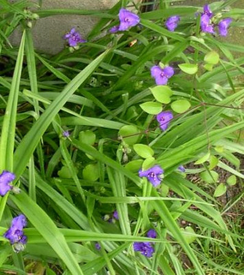 20040602_tradescantia.jpg