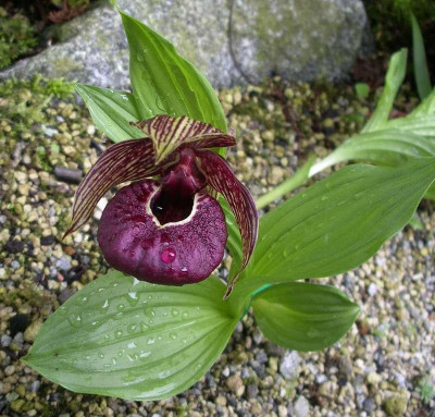 comp_Cypripedium_tibeticum_04.05.10.jpg