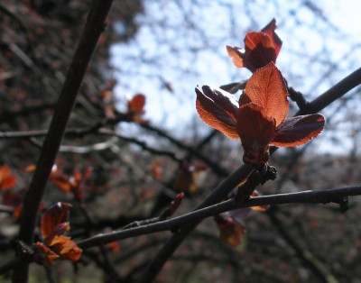 HBV_-_malus_x_purpurea.jpg