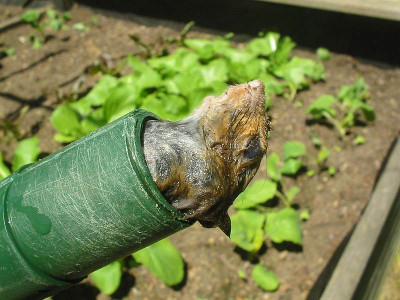 Rohrkrepierer.jpg