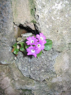 Primula_hirsuta.jpg