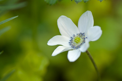 Anemone-leveillei-Jun0410.jpg