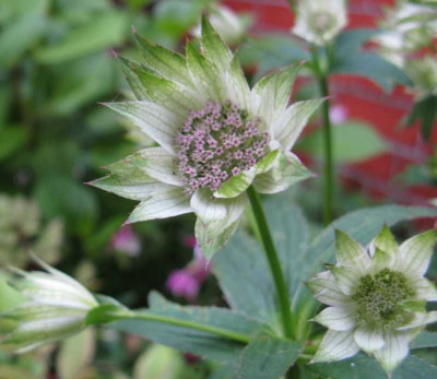 Astrantia_1_800x600.jpg