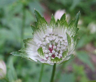 Astrantia_2_800x600.jpg