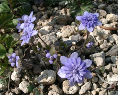 04030042_eHepatica_nobilis_blau_gefullt.JPG