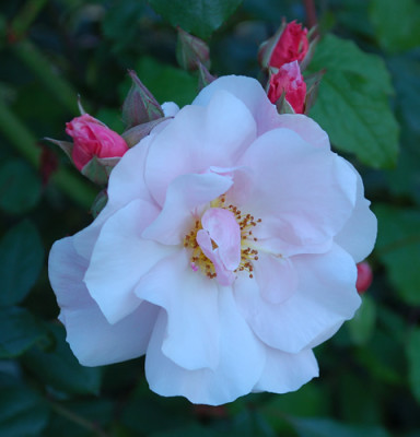 Clair_Matin_0010__68074.jpg