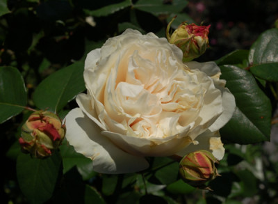 Sombreuil_Clg_0010__68068.jpg