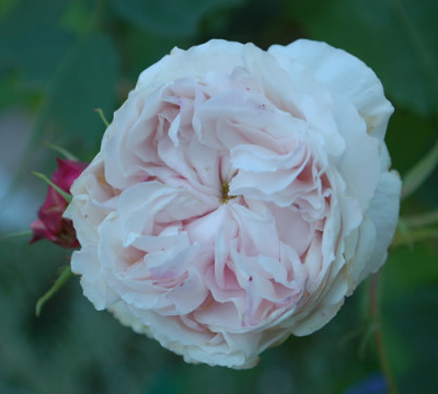 Mme_Alfred_de_Rougemont_0010__68077.jpg