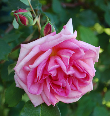 Vicomtesse_Pierre_du_Fou_0010__68083.jpg