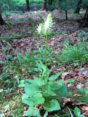 waldblume_002-1_Desktop_Auflosung.jpg
