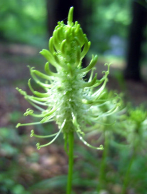 waldblume_003-1_Desktop_Auflosung.jpg
