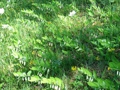 Waldrand-ax.jpg
