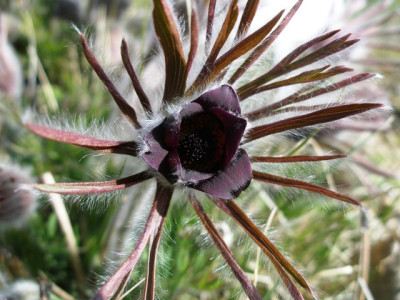 pulsatilla_pratensis.jpg