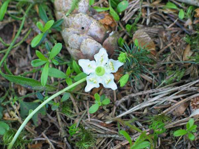 Moneses-uniflora.jpg