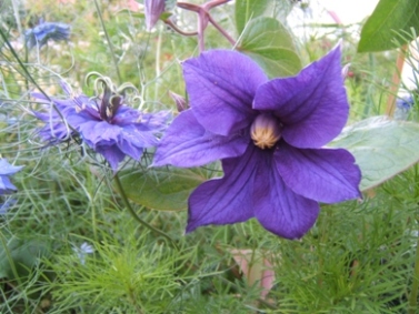 Durandii_Nigella_09.JPG