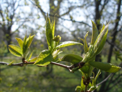 HBV_-_prunus_padus.jpg