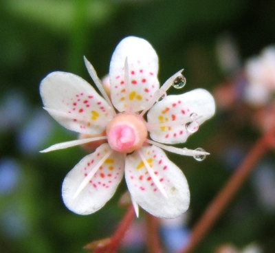 Saxifraga_umbrosa.JPG