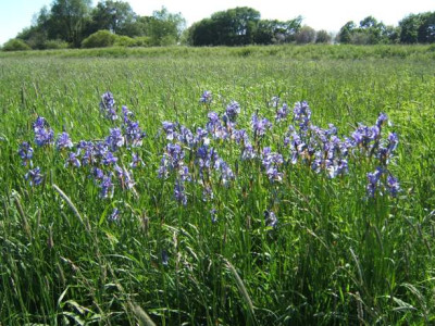 Iris-Wiese.JPG