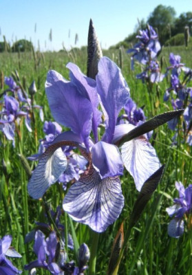 Iris_sibirica.JPG
