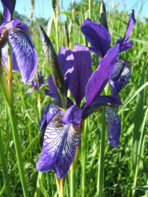 Iris_sibirica_dunkel.JPG