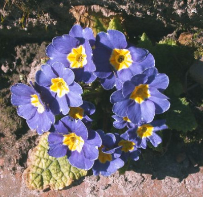 Primel_himmelblau002.jpg