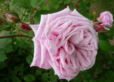 Blossomtimenah.JPG
