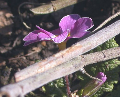 Primel_lavendel0021.jpg