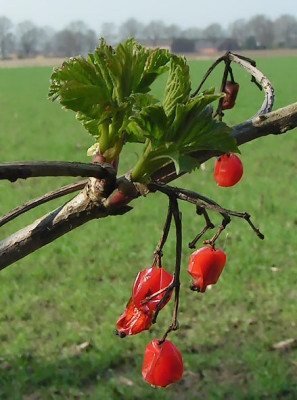 viburnum_opulus_300305.jpg