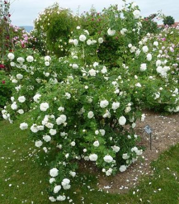 BlanchedeBelgiqueganz.JPG