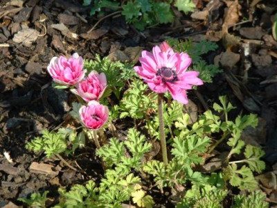 AnemoneCoronariaAdmiral1.jpg