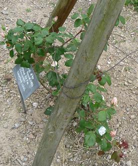 BouquetdOrKlein.JPG