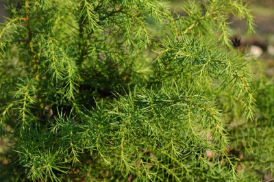 cryptomeria_jap_el_vir.jpg
