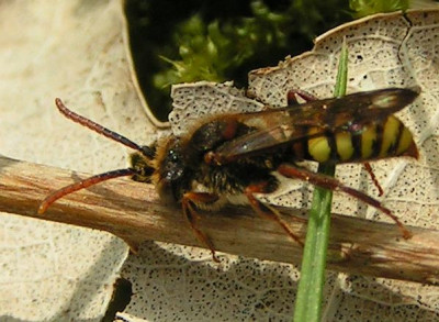 Nomada_signata_-_Wespenbiene_m02.jpg