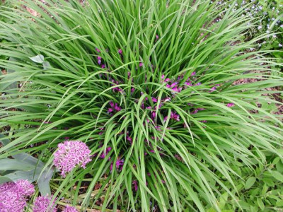 graminea.jpg