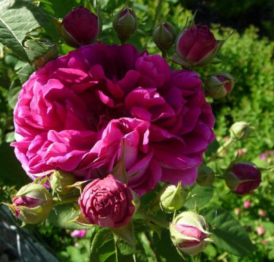 blaulichpinkeKnospen.JPG