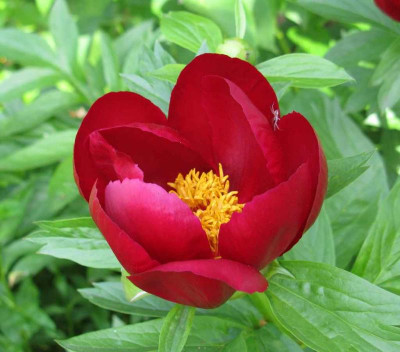 Paeonia_Illini_Warrior_1024x768.jpg