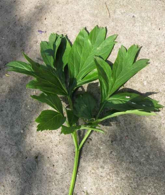 Paeonia_Illini_Warrior_Laub_800x600.jpg