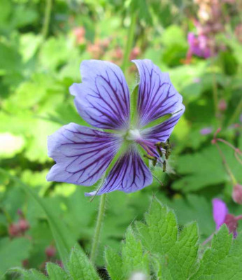 Geranium_ibericum_Trabzon_1024x768.jpg