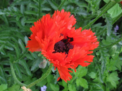 Papaver_Turkenlouis_1024x768.jpg