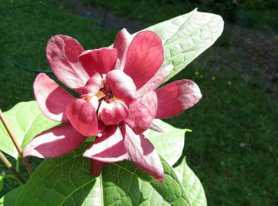 75-Sinocalycanthus-roulstonii.jpg