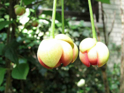 75-Schisandra-sinensis.jpg