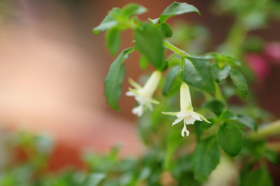 Fuchsia_obconica.JPG